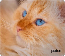 PERFEO (PF_D0667) "Cat" Коврик для мыши