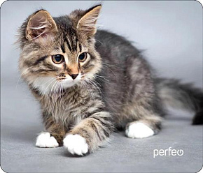 PERFEO (PF_D0661) "Cat" Коврик для мыши
