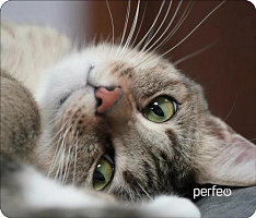 PERFEO (PF_D0660) 
