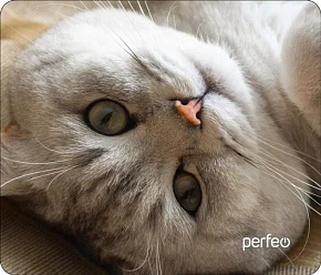 PERFEO (PF_D0654) "Cat" Коврик для мыши