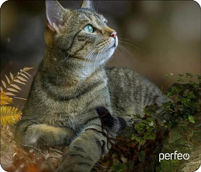 PERFEO (PF_D0671) "Cat" Коврик для мыши